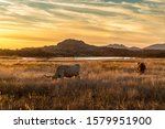 Texas longhorn grazing in the wilderness of Wichita Mountains Wildlife Refuge Oklahoma in the United States of America during the golden hour short before sunset in autumn.