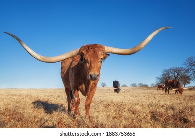 Texas Longhorn grazing in the winter pasture. Bright blue sky with copy space.
