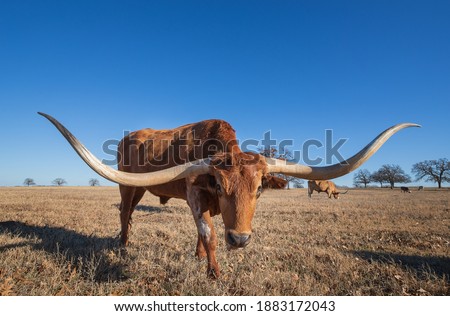 Texas Longhorn grazing in the winter pasture. Bright blue sky with copy space.