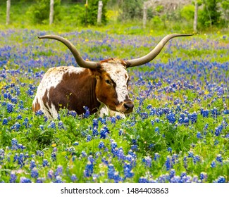 Texas longhorn laying in bluebonnet field.