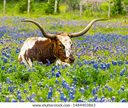 Texas longhorn laying in bluebonnet field.