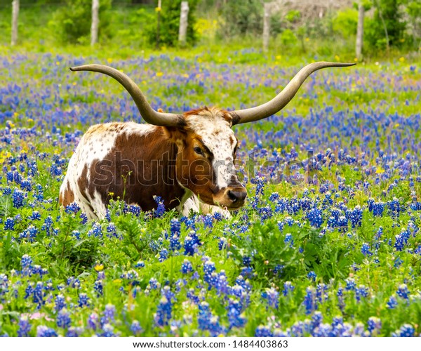 longhorn wallpapers grass field windows 7