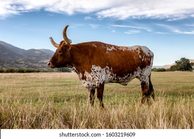 Texas Longhorn Midway Utah Grazing
