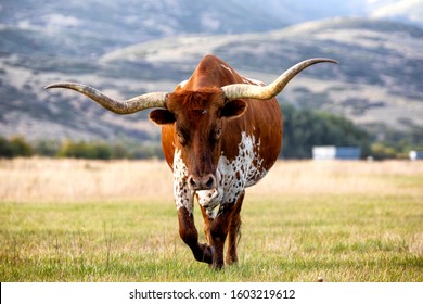 Texas Longhorn Midway Utah Grazing
