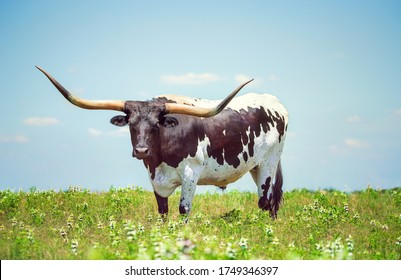 Texas longhorn on the spring pasture. Blue sky background with copy space.