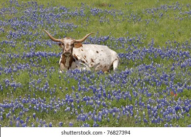 Texas Longhorn Sitting In A Field Of Bluebonnets