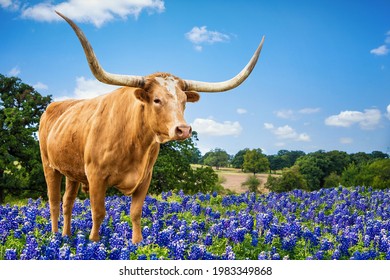 Texas Longhorn standing in the bluebonnets in spring pasture. Blue sky and white clouds with copy space.