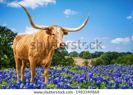 Texas Longhorn standing in the bluebonnets in spring pasture. Blue sky and white clouds with copy space.