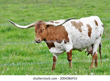 A Texas Longhorn Steer In A Grassy Pasture.  