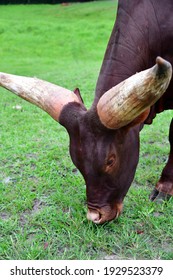 Texas Longhorn Steer Grazing On Grass Close-up