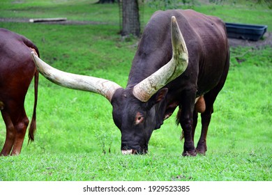 Texas Longhorn Steer Grazing On Grass