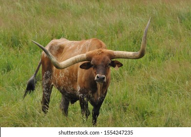 Texas Longhorn Steer In A Meadow