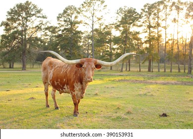 Texas Longhorn At Sunset