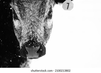 Texas longhorn young cow in winter snow with isolated background.