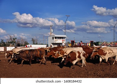 Texas Longhorns, Cowboy Roundup USA Ranch Rodeo  In Amarillo, Texas, USA, June 12, 1999