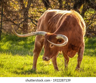 Texas Longhorns display their power and beauty