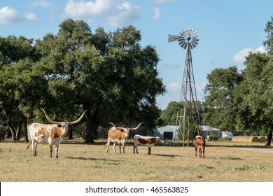 Texas Longhorns At The Ranch