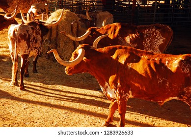 Texas Longhorns in their pen