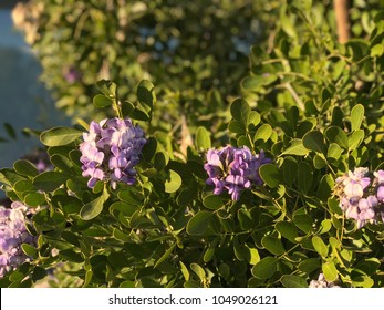 Texas Mountain Laurel