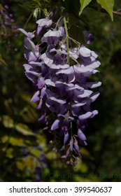 Texas Mountain Laurel