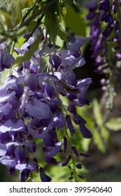 Texas Mountain Laurel