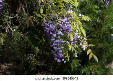 Texas Mountain Laurel