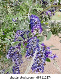 Texas Mountain Laurel