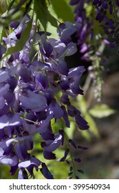 Texas Mountain Laurel And Bee