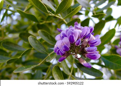 Texas Mountain Laurel Flower Purple Tree Desert