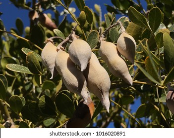 Texas Mountain Laurel Pods