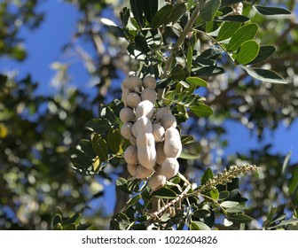 Texas Mountain Laurel Pods