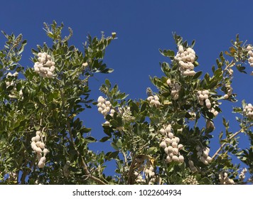 Texas Mountain Laurel Pods