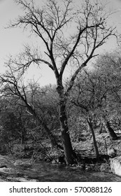 Texas Pecan Tree