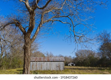 Texas Pecan Tree And Old Barns, Texas Land, Country Pastures