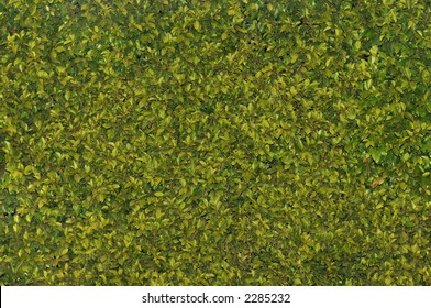 Texas Privet Hedge Background