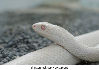 Texas Rat Snake