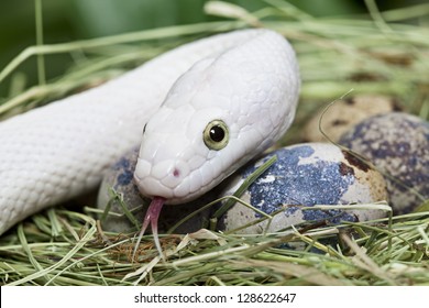 Texas rat snake in a bird's nest closeup