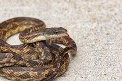 The Texas Rat Snake Is One Of The Most Commonly Encountered Species Of Non-venomous Snake In North Texas And This Is Especially True For The Dallas Fort Worth Area. 