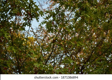 Texas Red Oak In Austin