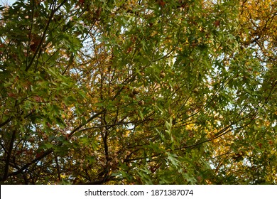 Texas Red Oak In Austin