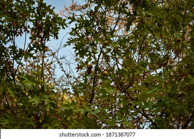 Texas Red Oak In Austin