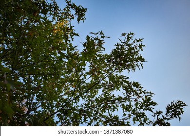 Texas Red Oak In Austin