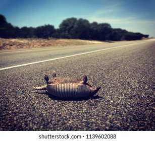 Texas Roadkill Armadillo