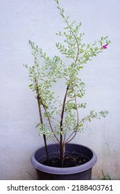 Texas Sage, Ash Bush, Purple Sage, Sensia, Silverleaf, Texas Ranger, White Sage