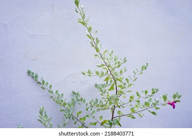 Texas Sage, Ash Bush, Purple Sage, Sensia, Silverleaf, Texas Ranger, White Sage