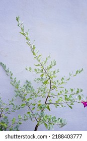 Texas Sage, Ash Bush, Purple Sage, Sensia, Silverleaf, Texas Ranger, White Sage