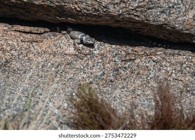 Texas spiny lizard checking things out from his hiding place in the rocks