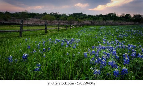 Texas Spring Bluebonnet Beautiful Sunset Texas State Flower