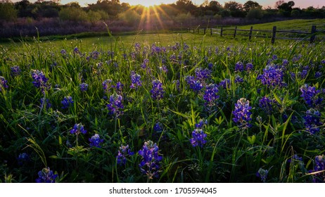 Texas Spring Bluebonnet Beautiful Sunset Texas State Flower