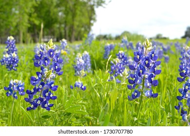 Texas State Flower The Best Bluebonnet,   